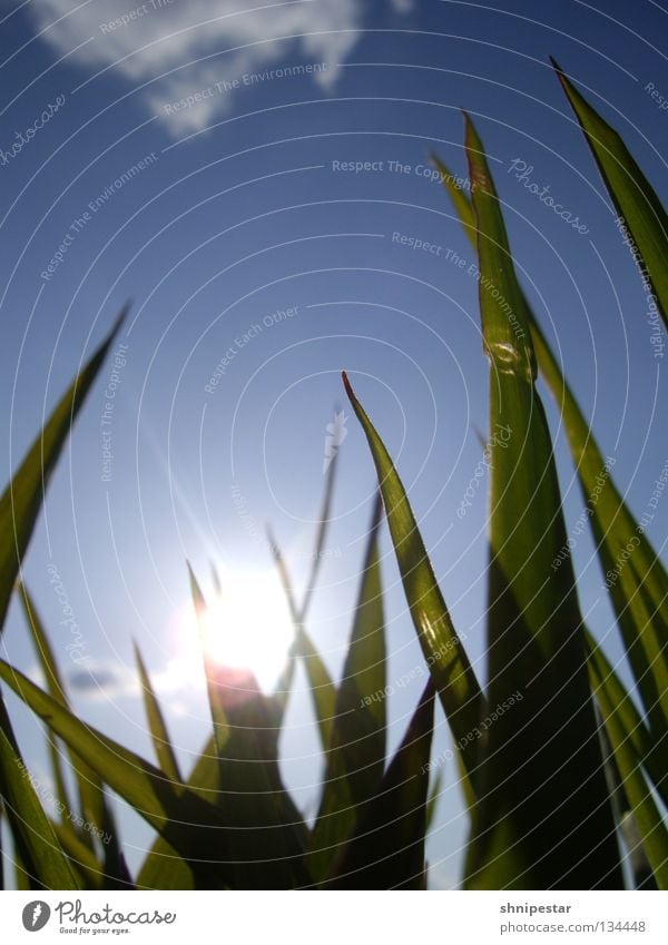 Picnic @ Lake Cospuden Spring Summer Sunset Grass Clouds Lighting Worm's-eye view To enjoy Relaxation Sleep Green Golden section Relationship Himmelsstürmer