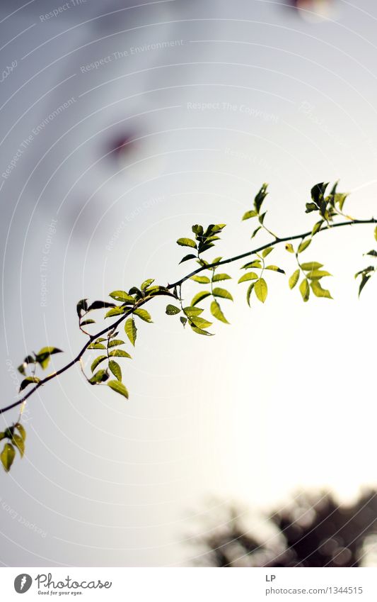 green branch Lifestyle Environment Nature Plant Air Sky Cloudless sky Horizon Spring Summer Autumn Climate Beautiful weather Wild plant Garden Park Meadow Field