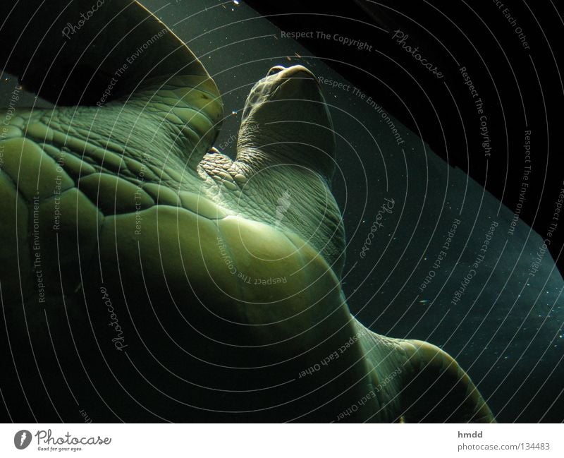 Monster! Monster! ...but full of peace Turtle Green turtles Aquarium Animal Pane Monstrosity Reptiles Close-up Exhibition Water sea monster Skin