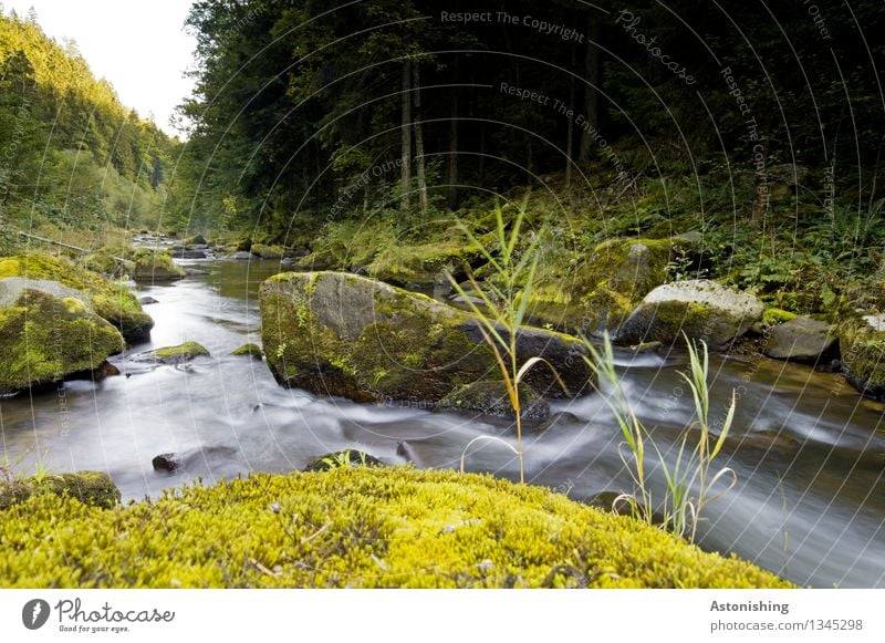 At the river Environment Nature Landscape Water Sky Horizon Autumn Weather Beautiful weather Plant Tree Grass Bushes Moss Forest Rock Waves River bank Austria