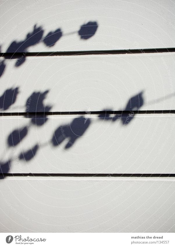 cherry blossoms Silhouette Tree Plant Leaf Blossom Blur Wall (building) Plaster House (Residential Structure) Surface Parallel Minimalistic Dream Beautiful