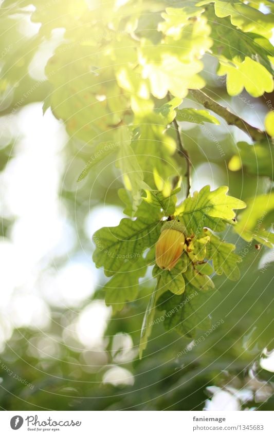 beginning of autumn Nature Sun Sunlight Autumn Beautiful weather Tree Garden Park Airy Fresh Green Leaf Acorn Fruit Twig Twigs and branches Autumnal Seasons