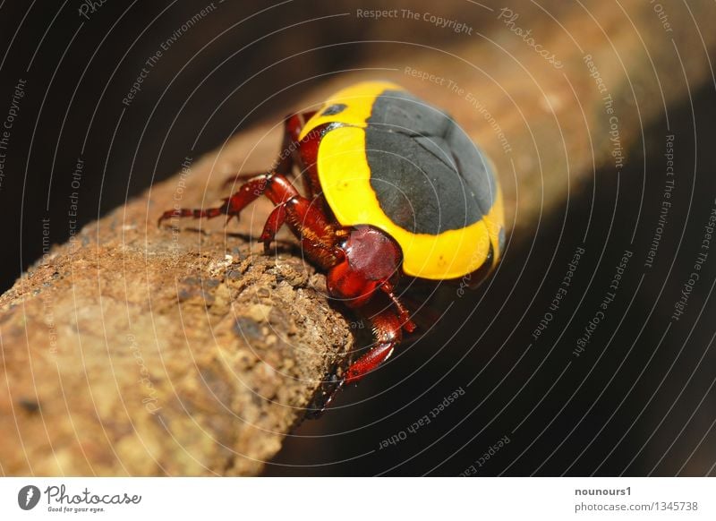 Congo rose beetle Animal Wild animal Beetle Zoo 1 Crawl Glittering Strong Brown Yellow Black Branch Exotic congoros beetle Rose beetle Colour photo