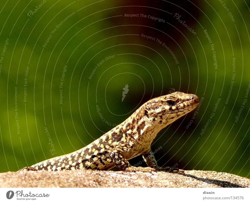 Podarcis muralis Vineyard Saurians Reptiles Lizards Tails Claw Stone Rock real lizard Barn biotope spectrum Wall (barrier) hollow Castle ruin cultural follower