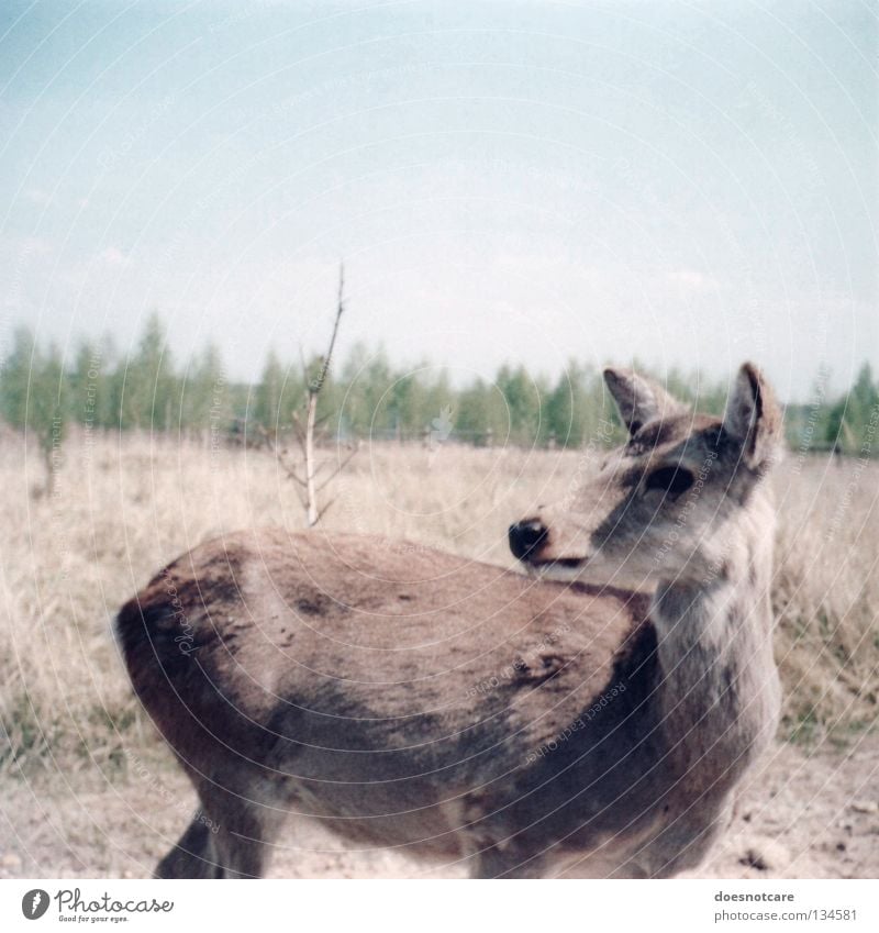 Chicken cat. Deer Roe deer Cute Animal Mammal Summer Leipzig Steppe Nature Trust sika sika deer lake cospuden