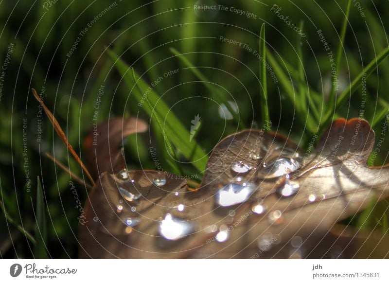 Dew drops on beech leaves Nature Plant Drops of water Spring Autumn Weather Bad weather Grass Leaf Foliage plant Garden Park Meadow Deserted Water Relaxation