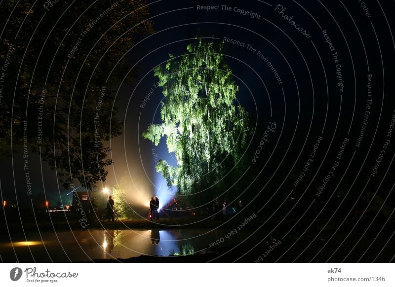 birch Night Long exposure Tree Back-light Birch tree Dark Light Leisure and hobbies Fusion Music festival