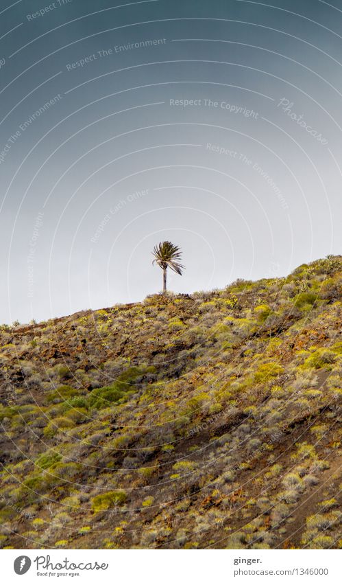 Little Pälmchen on La Palma Environment Nature Landscape Plant Earth Air Sky Clouds Spring Wind Tree Hill Rock Dark Blue Brown Green Palm tree Individual 1