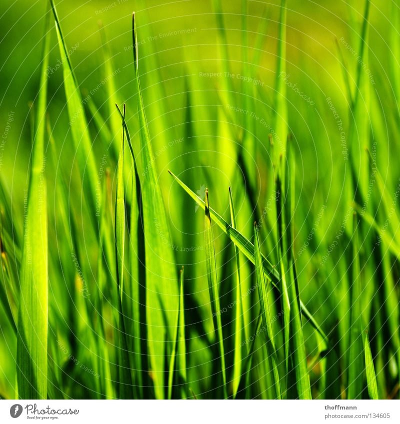 Spring's perspective Grass Green Summer Macro (Extreme close-up) Blade of grass Plant Meadow Close-up Shadow Point Pasture Mow the lawn