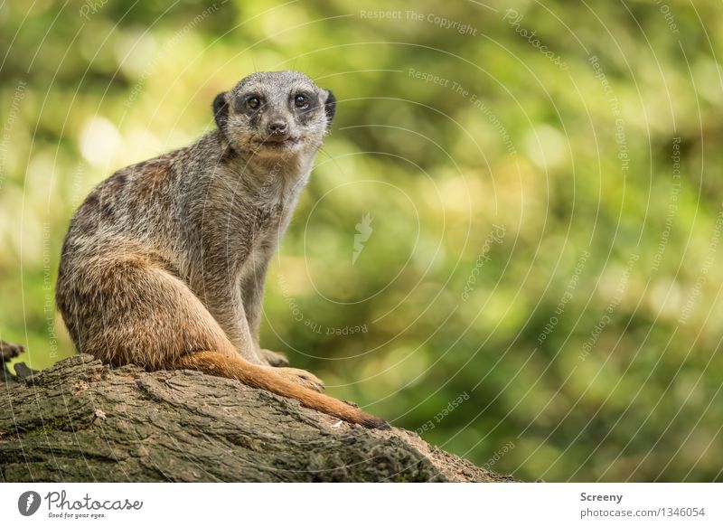 Don't look so... Nature Animal Summer Beautiful weather Wild animal Meerkat 1 Wood Observe Sit Attentive Watchfulness Testing & Control Relaxation Blur