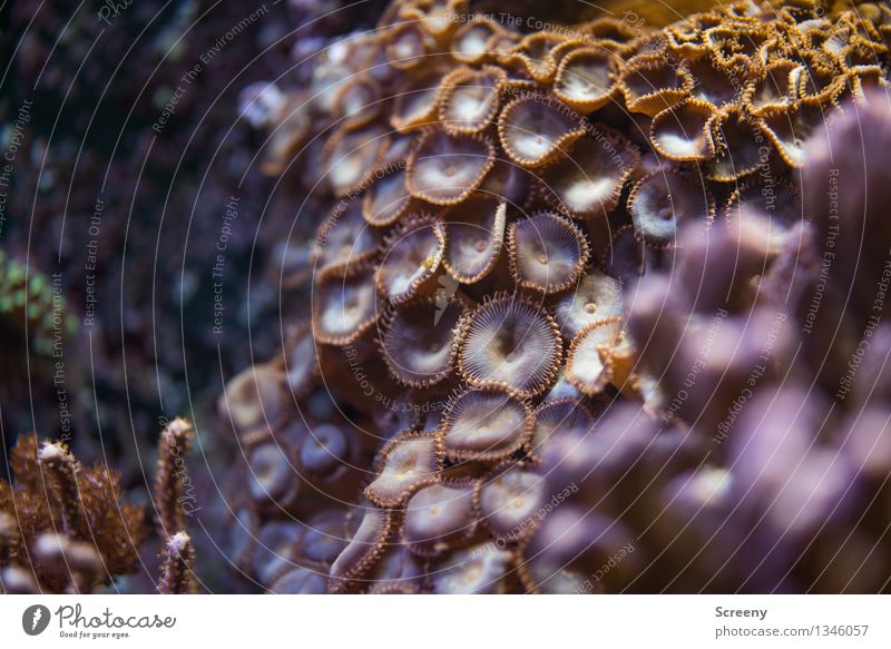 Underwater beauty (#4) Nature Plant Animal Water Growth Exceptional Small Wet Underwater photo Aquarium Coral Colour photo Detail Macro (Extreme close-up)