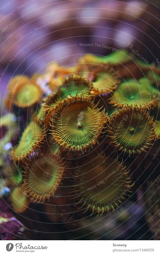 Underwater beauty (#1) Nature Plant Animal Water Growth Exceptional Small Wet Underwater photo Aquarium Coral Colour photo Detail Macro (Extreme close-up)