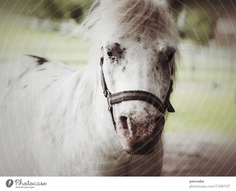 Dream of the pony farm. Meadow Animal Horse 1 Emotions Happy Joie de vivre (Vitality) Adventure Joy Friendship Pony Farm Gray (horse) Life Ease Pasture