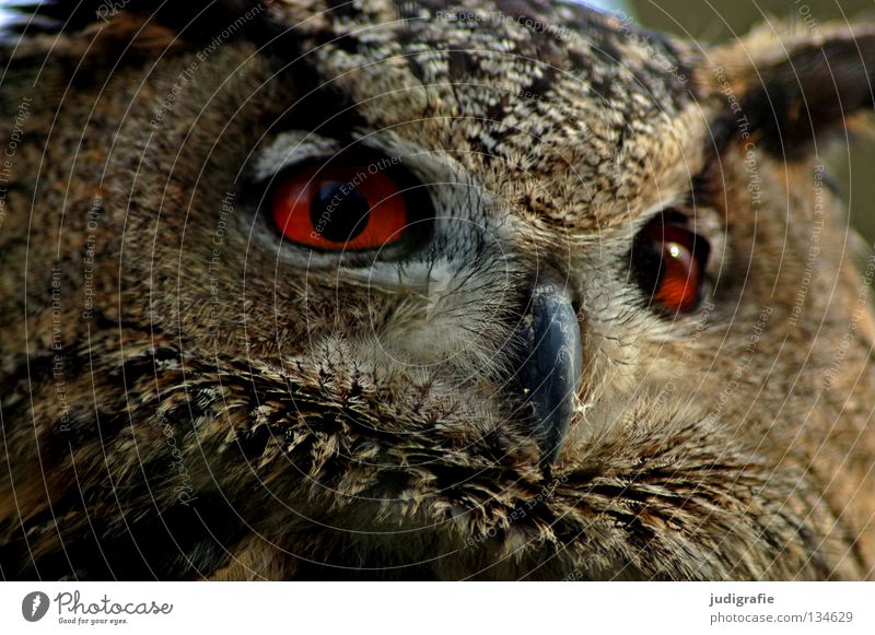 robber Owl birds Eagle owl Bird Bird of prey Beak Feather Ornithology Animal Beautiful Environment Red Wisdom Smart Colour Pride Looking Life Nature Eyes