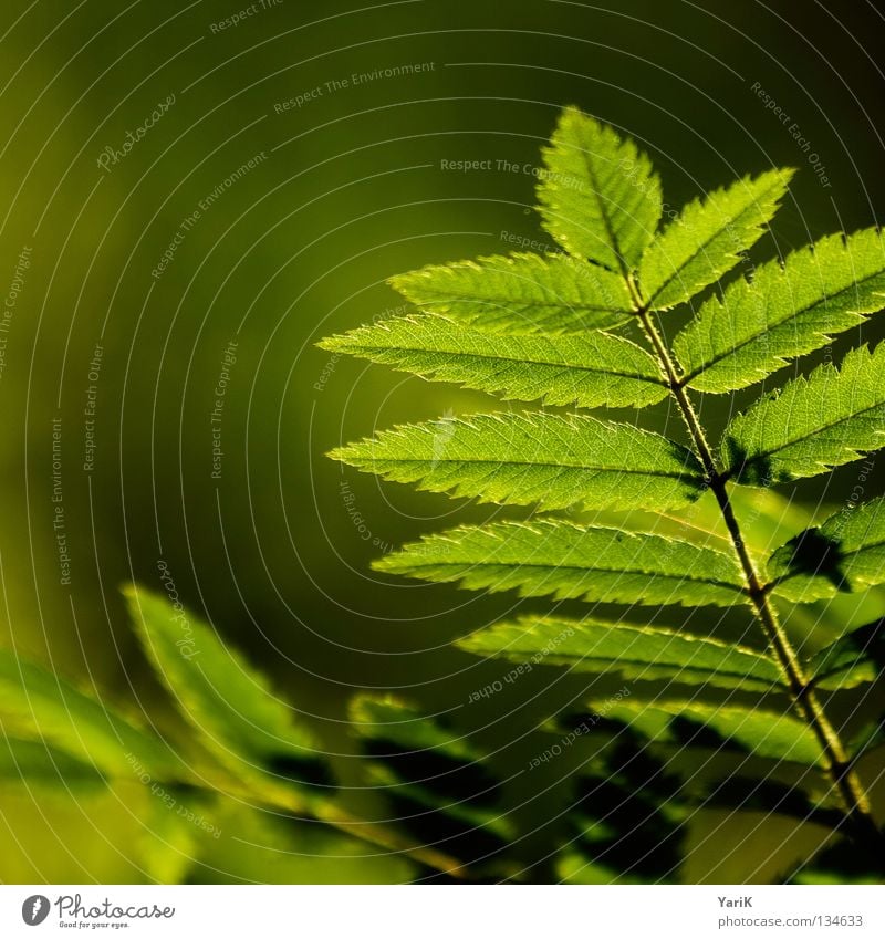 leafy Summer Sunbeam Sunlight Back-light Physics Spring Green Macro (Extreme close-up) Leaf green Hope Desire Lighting Illuminate Fresh Format Square Ash-tree