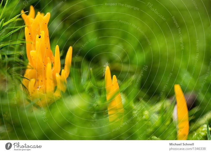 Sticky Hörnling Environment Nature Mushroom Beautiful Small Natural Yellow Green Friendship Colour photo Exterior shot Close-up Macro (Extreme close-up)