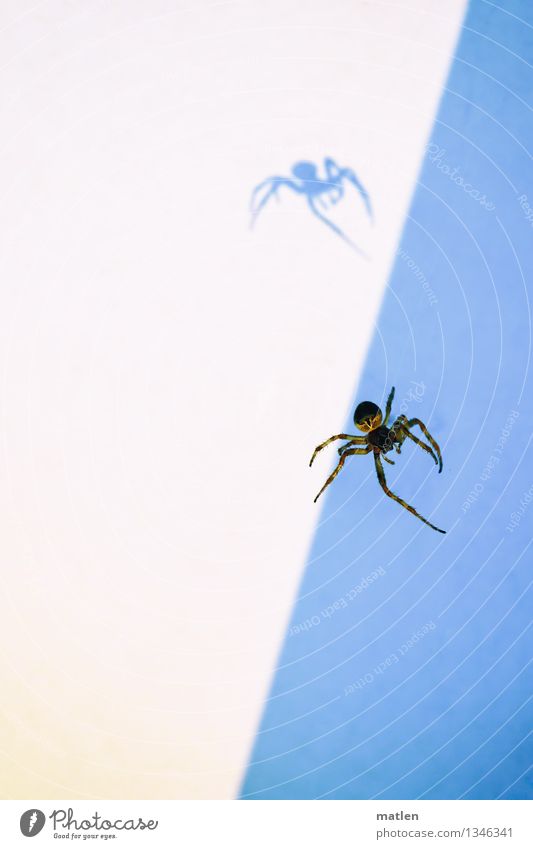 Shadows of themselves Animal Spider 1 Creepy Blue Brown White Crazy Colour photo Subdued colour Exterior shot Close-up Deserted Copy Space left Copy Space right