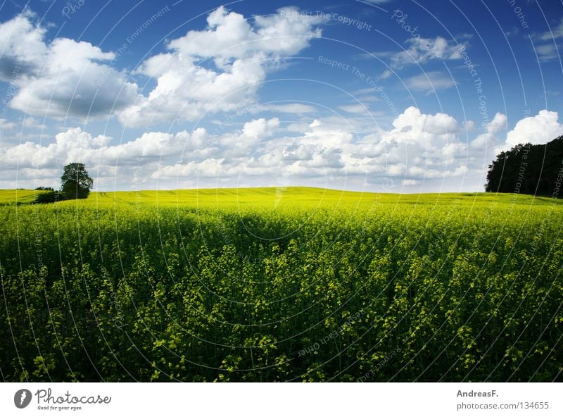 rapeseed Canola Canola field Ecological Environmental protection Bio-fuel Wide angle Bio-diesel Oilseed rape oil Worm's-eye view Spring Oilseed rape flower