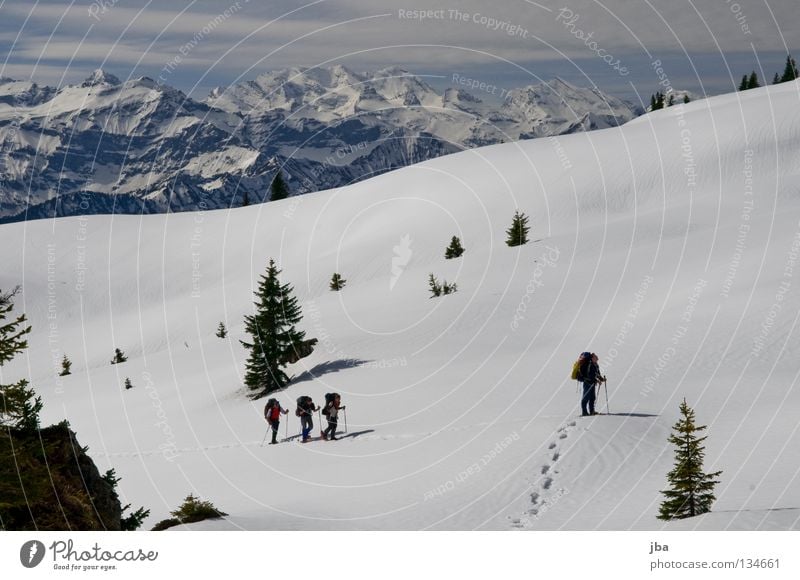 Tracks in the snow II Snow shoes Vacation & Travel Hiking Fir tree Canton Bern Bernese Oberland In transit Snow mountain Wilderness Blüemlisalp Untouched