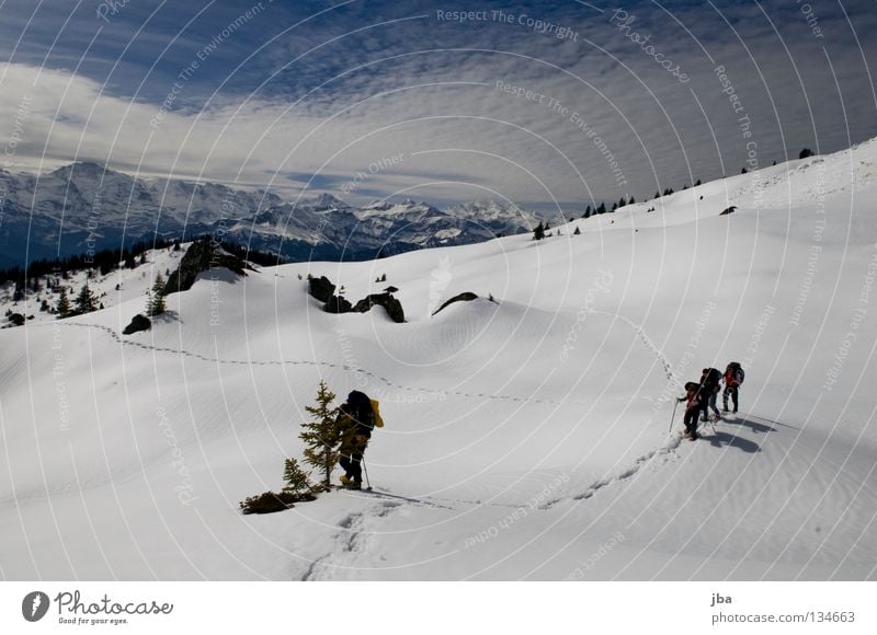 Tracks in the snow IV Snow shoes Vacation & Travel Hiking Fir tree Canton Bern Bernese Oberland In transit Snow mountain Wilderness Blüemlisalp Mountain