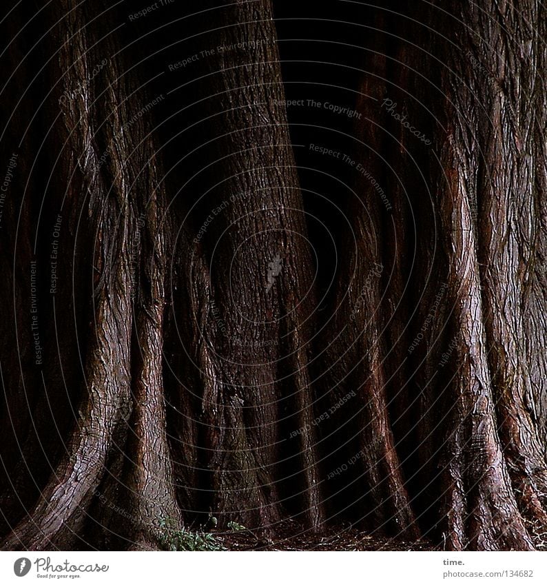 council of elders Bowl Garden Dance Tree Park Old Brown Force Tree bark Dim Root Furrow black-brown spandau lowwwman's dreadlocks Colour photo Subdued colour