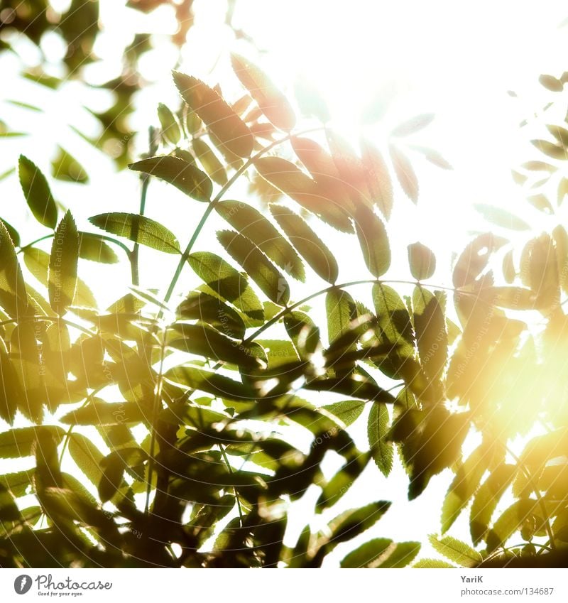 glowworms? Leaf Bushes Tree Green Yellow Greeny-yellow Summer Spring Sun Light Reflection Sunbeam Glow Transparent Lighting Illuminate Back-light Physics