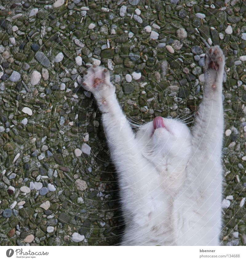 Stretched out and licked off... Cat White Paw Pelt Lick Outstretched At the back Stone floor Pebble Trash container Bird's-eye view Under Moustache hair