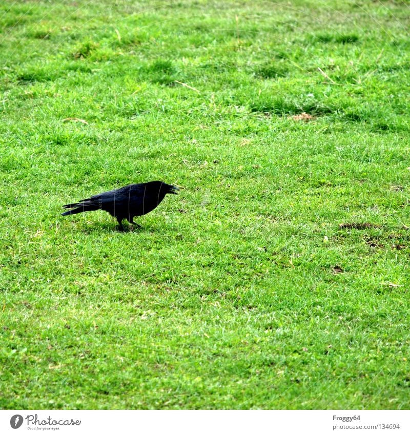 Big mouth! Raven birds Bird Black Green Grass Meadow Flower Beak Tails Animal Zoo Enclosure Crow Spring River Brook Feather Flying Walking Going