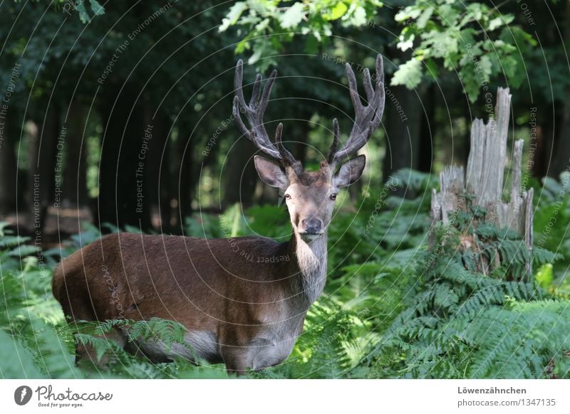 The king of the forest Nature Plant Animal Summer Tree Fern Oak tree Forest Wild animal Deer Red deer 1 Observe Esthetic Authentic Free Natural Curiosity