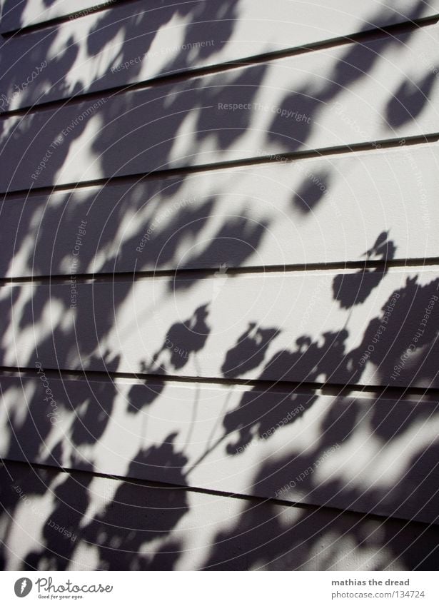 cherry blossoms Silhouette Tree Plant Leaf Blossom Blur Wall (building) Plaster House (Residential Structure) Surface Parallel Minimalistic Dream Beautiful