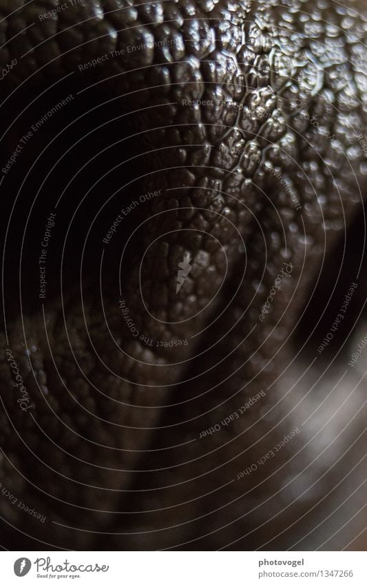 sensual power Animal Pet Dog 1 Breathe Glittering Wet Black Nose Nostril Odor Structures and shapes Black & white photo Close-up Detail Macro (Extreme close-up)