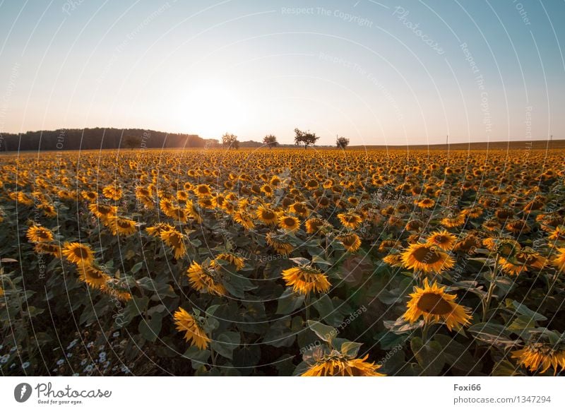 sunflowers Environment Nature Plant Sky Sunrise Sunset Sunlight Summer Beautiful weather Flower Agricultural crop Sunflower Sunflower field Field Esthetic