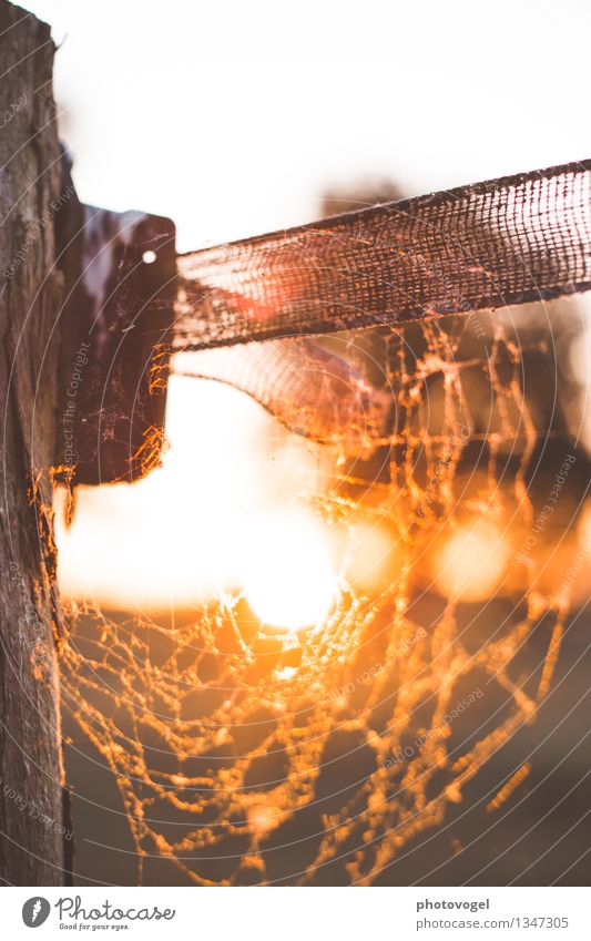 The spun sun Nature Sun Sunlight Summer Beautiful weather Warmth Spider Net Glittering Illuminate Bright Orange Moody Warm-heartedness Calm Energy Colour photo