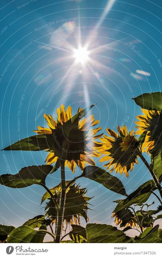 .... and they were beaming with joy.  Suns - flowers with blue sky and sunrays Environment Nature Plant Animal Sky Cloudless sky Summer Autumn Flower Leaf