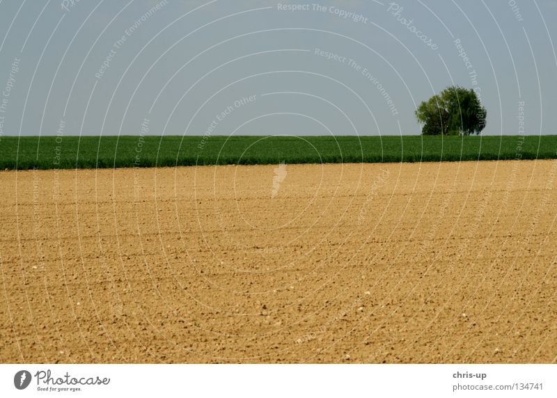 pure nature Field Agriculture Vegetable farming Organic farming Ecological Tree Beautiful Pure Minimalistic Blue Green Brown Farm agarar cereal cultivation