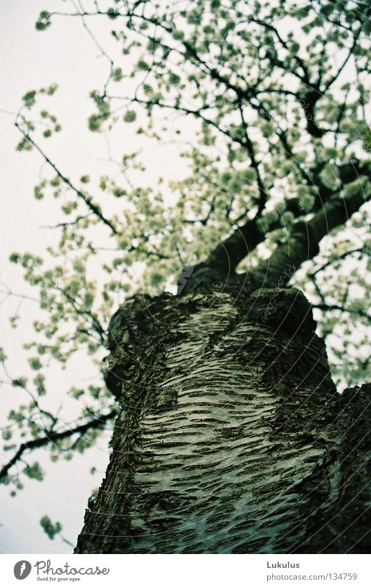 cherry blossoms Tree Blossom Clouds Black Gray White Spring Sky Old