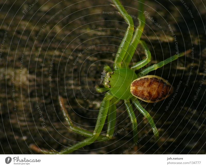 Fascination Insects Spider Macro (Extreme close-up) Hiking Green Close-up Beautiful Nature Multicoloured