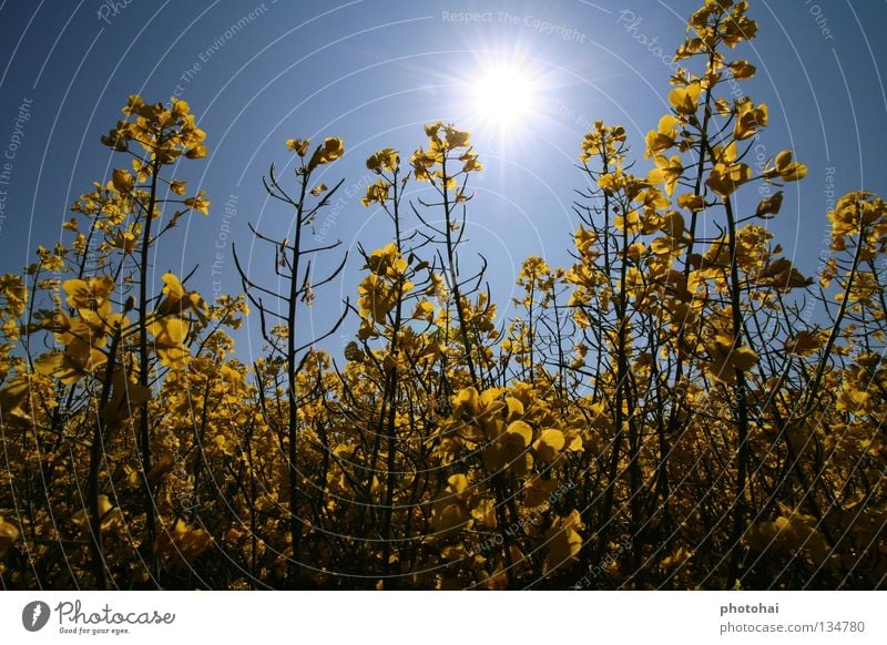 Rapeseed field 2 Canola Field Back-light Spring Sky yellow splendour always beautiful to look at Joy beautiful colours cool look