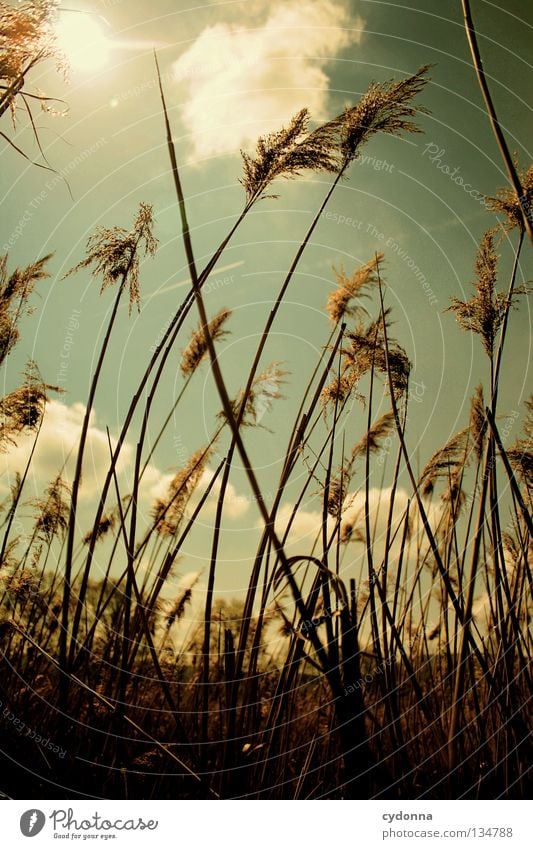 Standing in the wind Healthy Leisure and hobbies Meadow Spring Beautiful Grass Blade of grass Long Narrow Clouds Physics Back-light Direction Wind direction