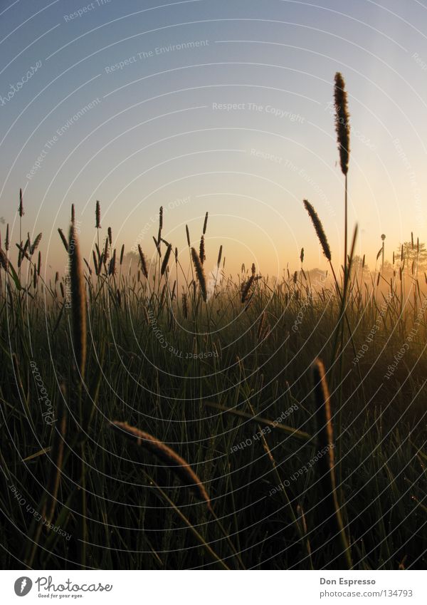 05:05 a.m. Sunrise Morning Fog Dew Grass Fatigue Nature Meadow Field Macro (Extreme close-up) Green Blade of grass Morning fog Idyll Summer Summer morning Lawn