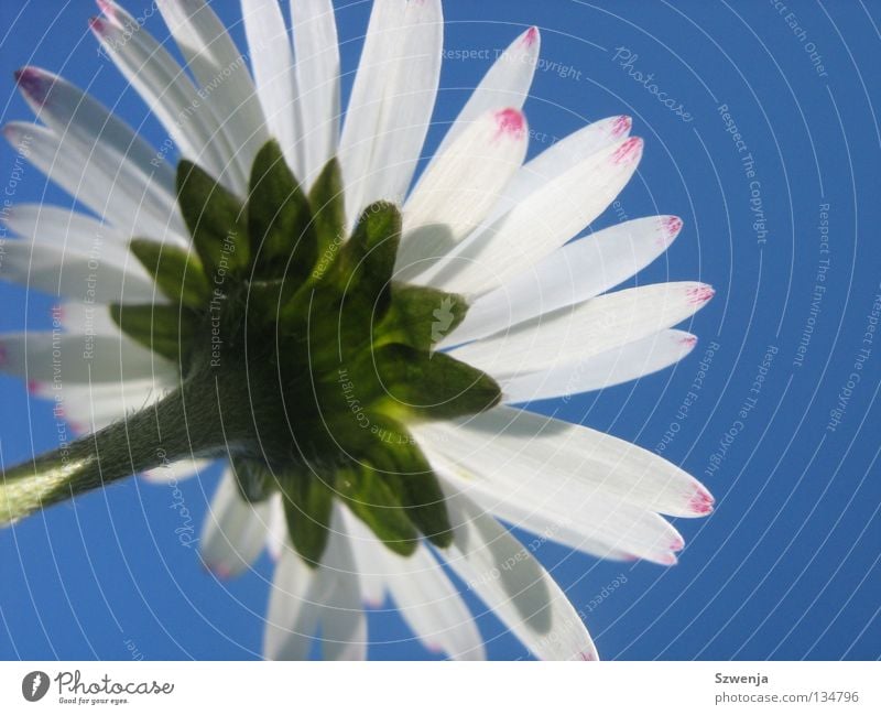 daisies Colour photo Environment Nature Plant Animal Flower Growth Blue Green Pink White Fragrance Daisy Sky blue Exterior shot