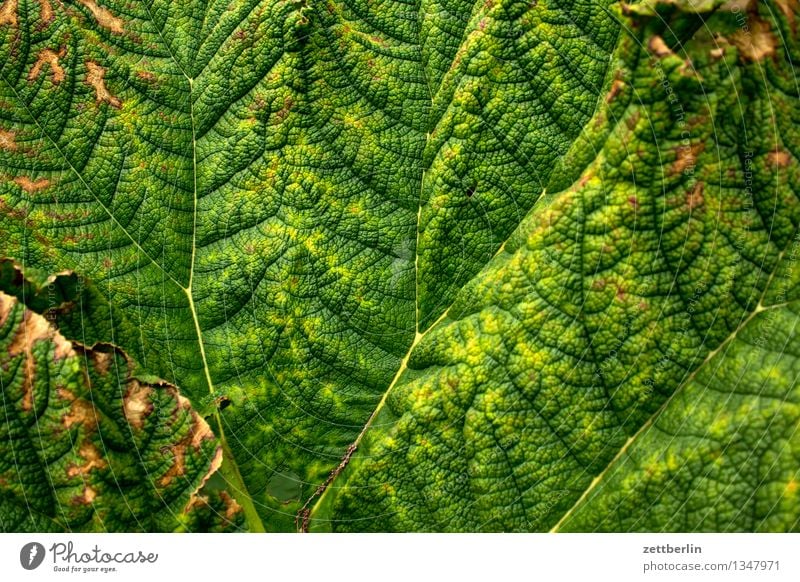 leaf Leaf Plant Leaf green Green Rachis Twig Branched Background picture Limp Summer Botany Exotic Virgin forest Tropical