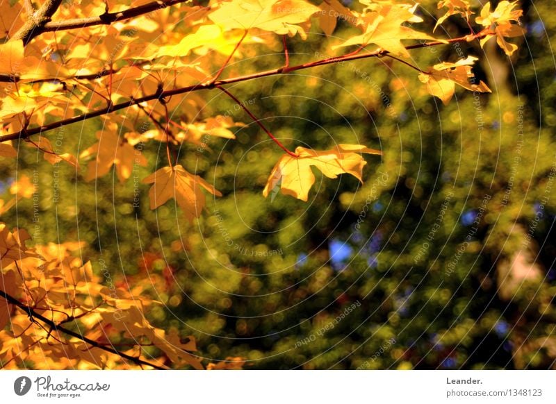 autumn leaves Environment Nature Tree Leaf Forest Yellow Gold Green Happy Happiness Patient Calm Idea Idyll Uniqueness Inspiration Perspective Reliability Style