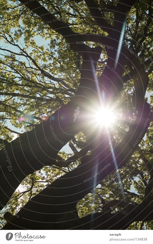 Sunshine Tree Leaf Tree trunk Deciduous tree Treetop Leaf canopy Nature Plant Forest Tree bark ramified Delicate Light Bright Shaft of light Back-light