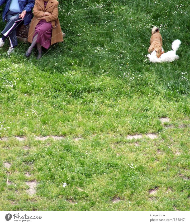 ... wedded... Dog 4 2 Woman Man Spring Old Break Animal Playing Green Meadow Leisure and hobbies Date Together Friendship Grass Beautiful weather Relaxation