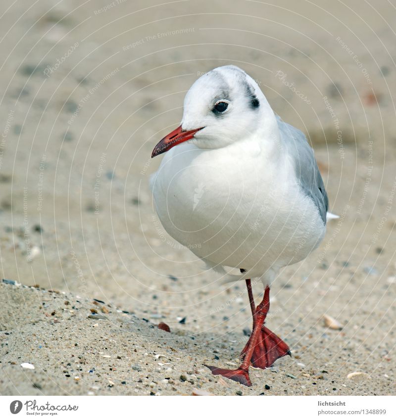 The Way I Walk Nature Coast Beach North Sea Baltic Sea Ocean Island Animal Bird 1 Going Seagull Gull birds Black-headed gull  Sand Sandy beach Waddle