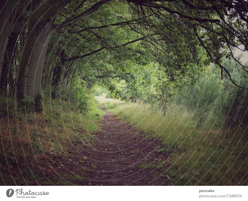 away to the inside Landscape Autumn Tree Grass Forest Luneburg Heath Lanes & trails Sign Infinity Warmth Soft Idyll Meditation Within Deserted soul landscape