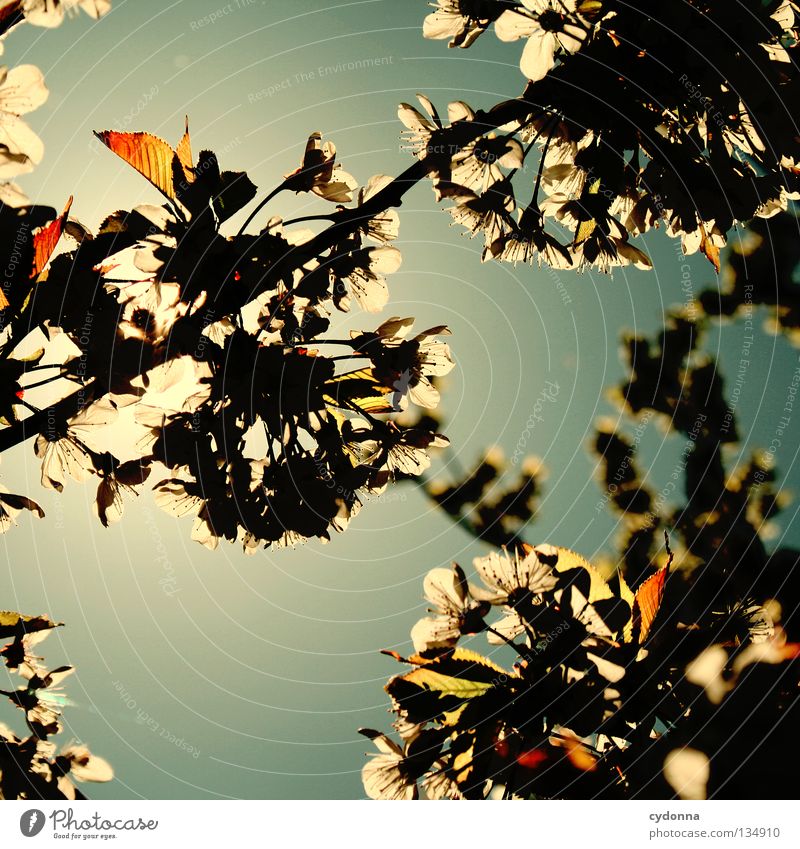 sea of blossoms Healthy Leisure and hobbies Spring Beautiful Clouds Physics Back-light Direction Wind direction Stagger Botany Tree Green Leaf Light