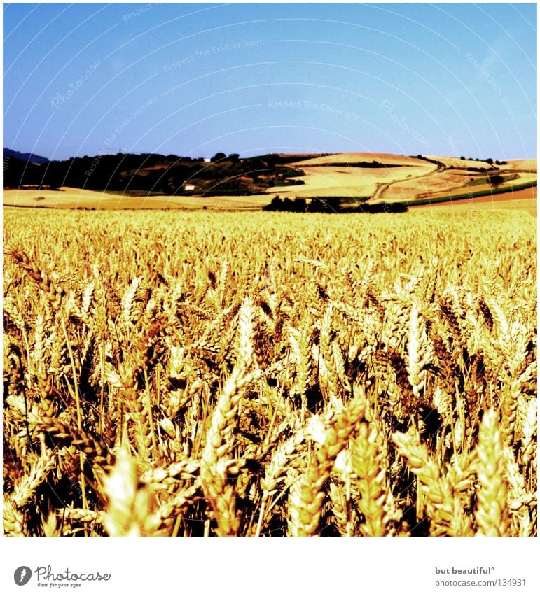 camino de santiago° Physics Summer Field Cornfield Wheatfield Endurance Spain Warmth Way of St James Camino de Santiago Effort Desert Grain Power meseta