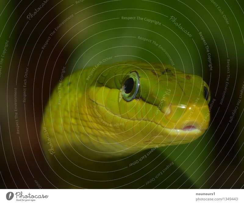 hey you Wild animal Snake Animal face Scales Zoo 1 Hunting Exceptional Threat Disgust Exotic Fantastic Creepy Cold Near Green Colubrid snake colubriade viperine